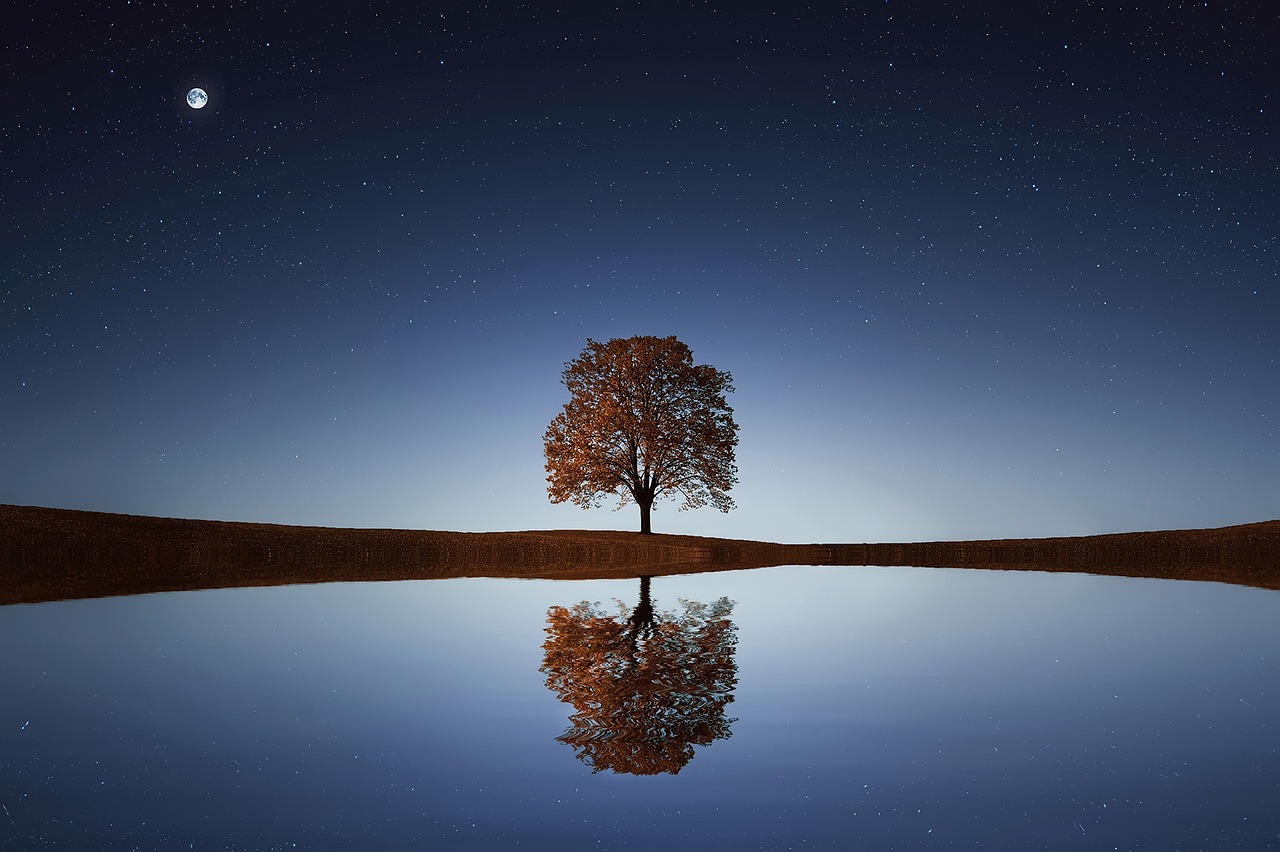 Baum spiegelt sich im Wasser
