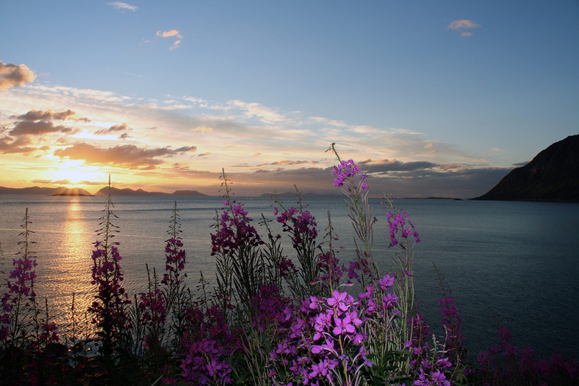 Blumen am Fjord und Sonnenuntergang